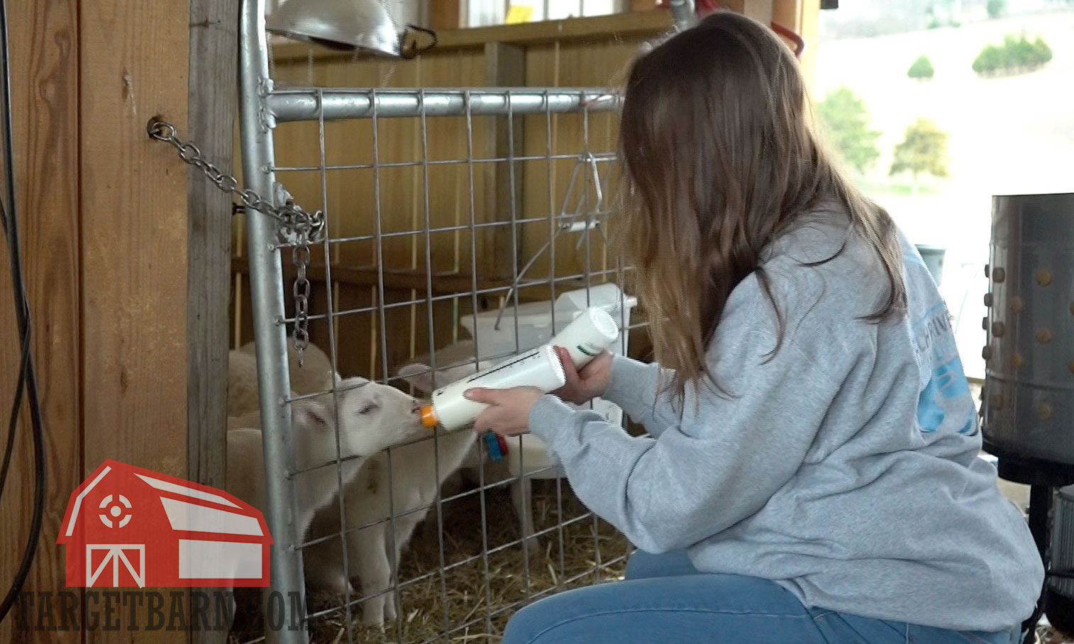 the author feeding lambs from a bottle while concealed carrying with the enigma